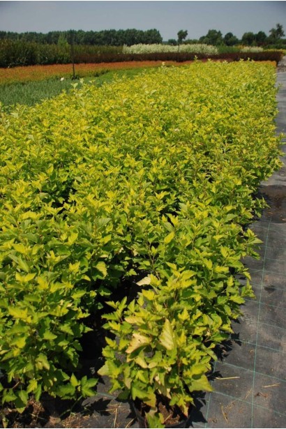 Пухироплідник калинолистий Наггет - 5л/вис.60-80см/Ø35-45см